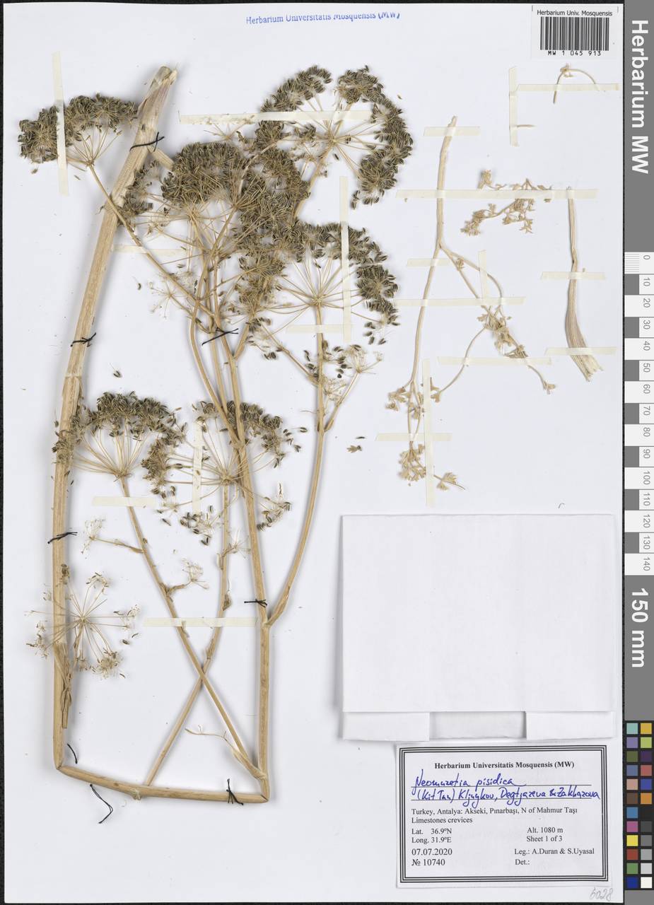 Neomuretia pisidica (Kit Tan) Kljuykov, Degtjareva & Zakharova, South Asia, South Asia (Asia outside ex-Soviet states and Mongolia) (ASIA) (Turkey)