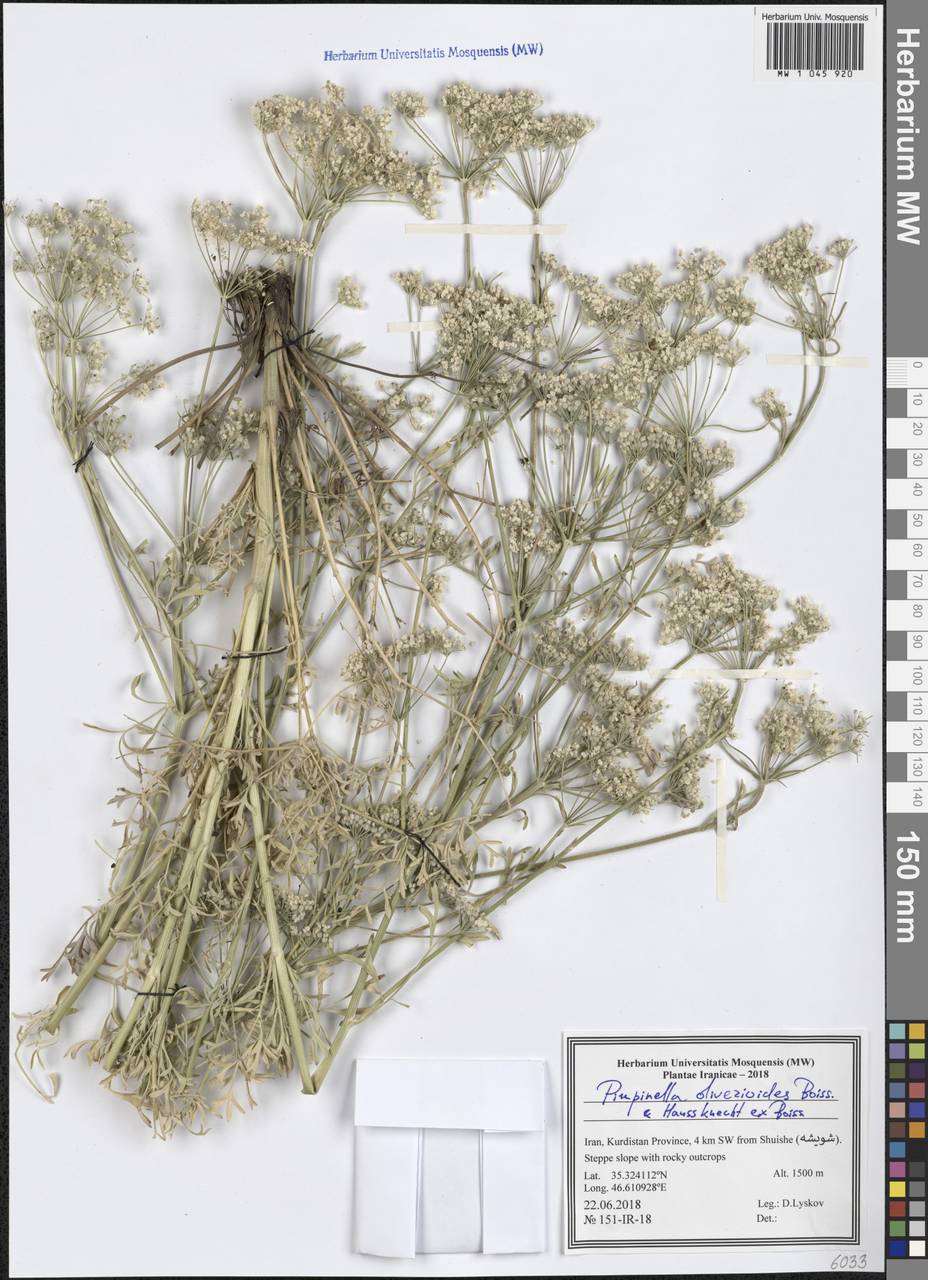 Pimpinella oliverioides Boiss. & Hausskn., South Asia, South Asia (Asia outside ex-Soviet states and Mongolia) (ASIA) (Iran)