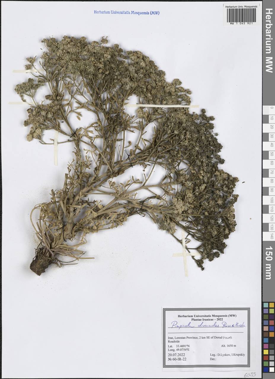 Pimpinella oliverioides Boiss. & Hausskn., South Asia, South Asia (Asia outside ex-Soviet states and Mongolia) (ASIA) (Iran)