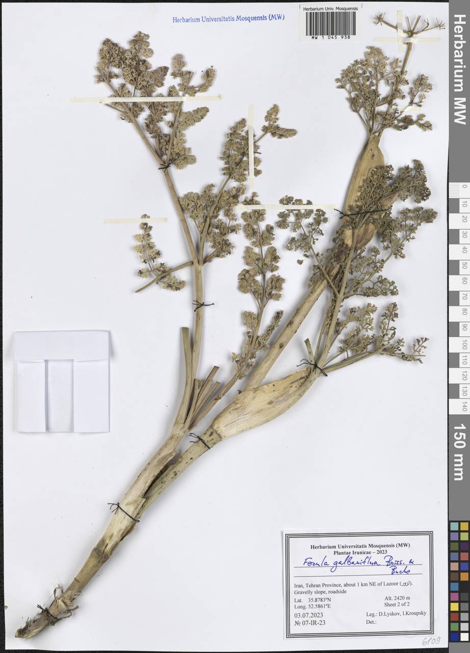 Ferula gummosa Boiss., South Asia, South Asia (Asia outside ex-Soviet states and Mongolia) (ASIA) (Iran)