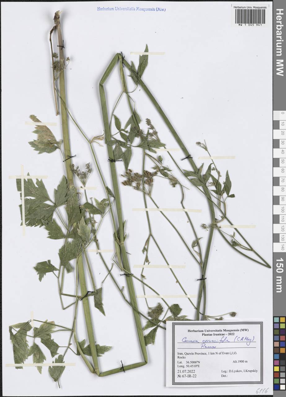 Cervaria cervariifolia (C.A.Mey.) Pimenov, South Asia, South Asia (Asia outside ex-Soviet states and Mongolia) (ASIA) (Iran)