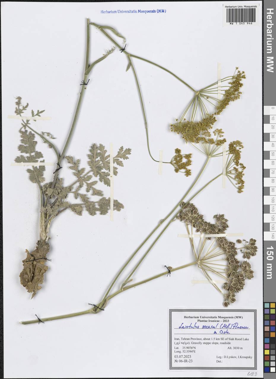 Leiotulus secacul (Mill.) Pimenov & Ostr., South Asia, South Asia (Asia outside ex-Soviet states and Mongolia) (ASIA) (Iran)