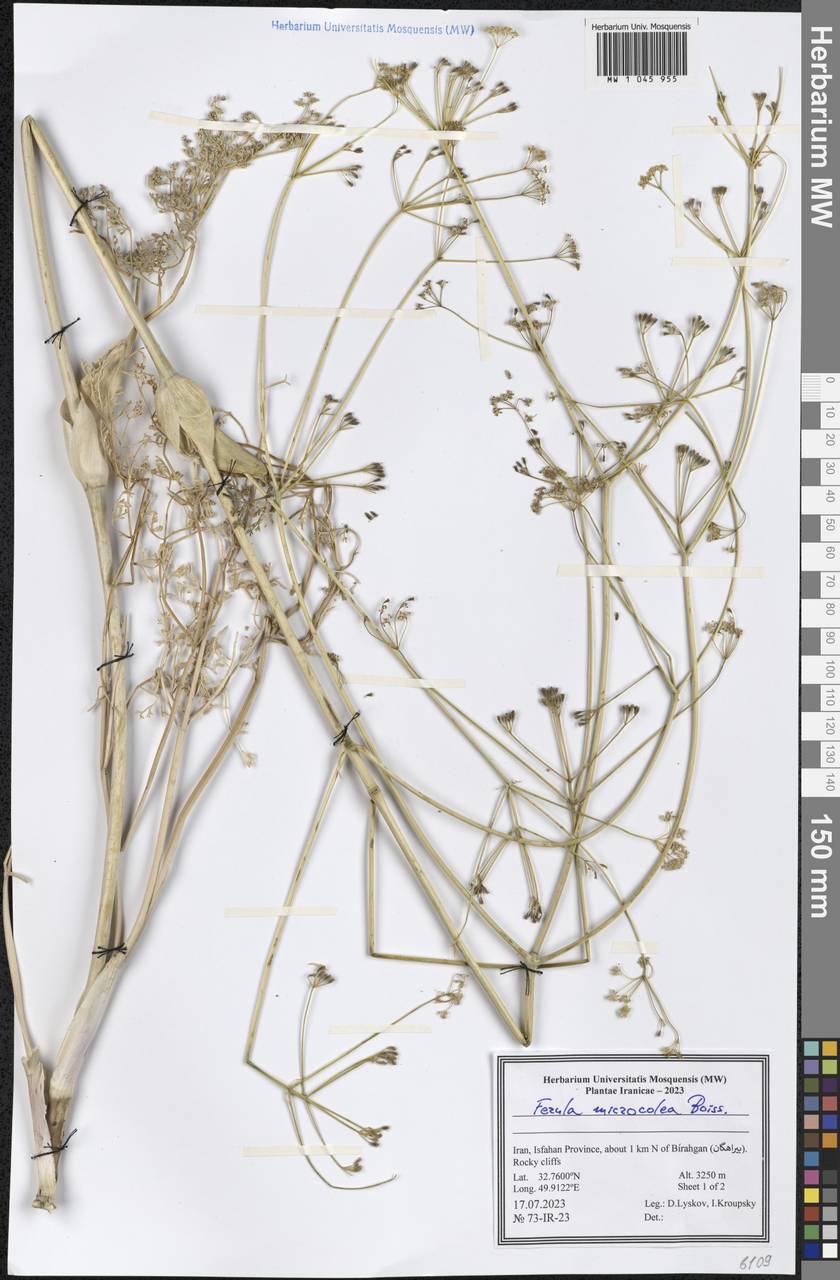 Ferula microcolea (Boiss.) Boiss., South Asia, South Asia (Asia outside ex-Soviet states and Mongolia) (ASIA) (Iran)