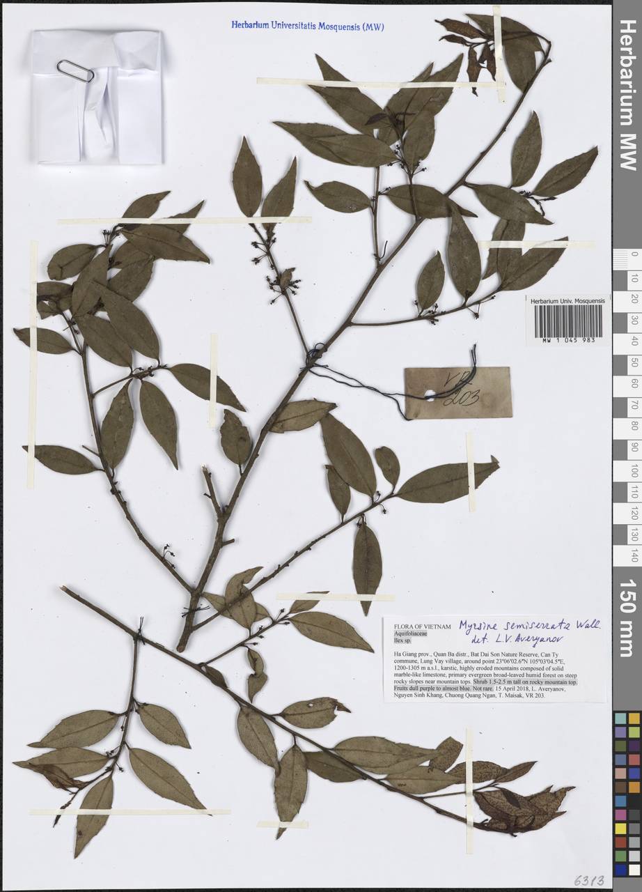 Myrsine semiserrata Wall., South Asia, South Asia (Asia outside ex-Soviet states and Mongolia) (ASIA) (Vietnam)