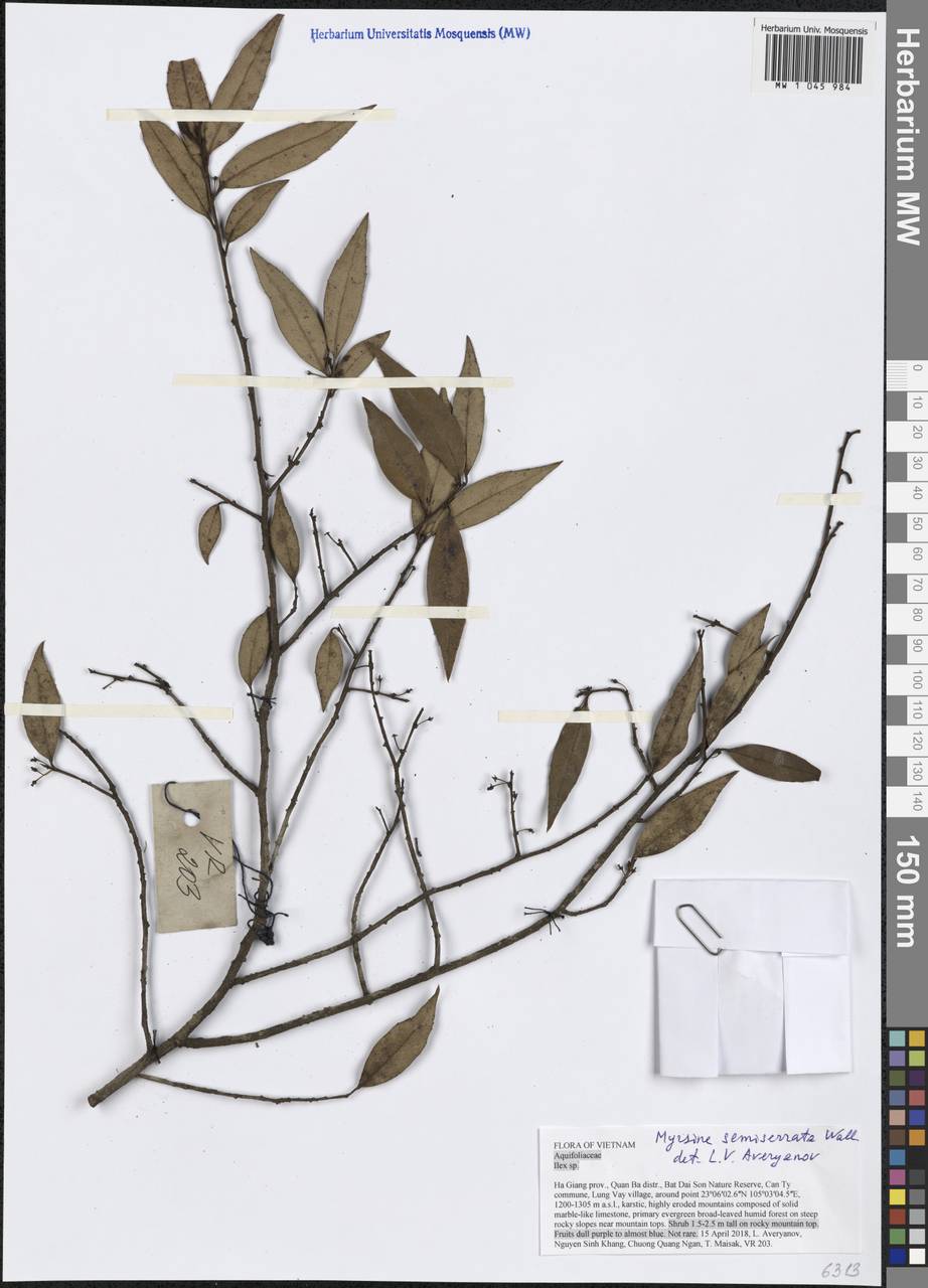 Myrsine semiserrata Wall., South Asia, South Asia (Asia outside ex-Soviet states and Mongolia) (ASIA) (Vietnam)