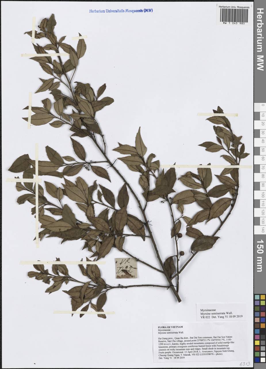 Myrsine semiserrata Wall., South Asia, South Asia (Asia outside ex-Soviet states and Mongolia) (ASIA) (Vietnam)