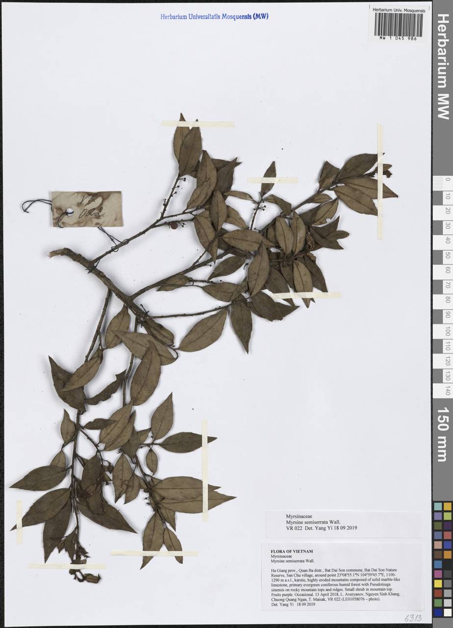 Myrsine semiserrata Wall., South Asia, South Asia (Asia outside ex-Soviet states and Mongolia) (ASIA) (Vietnam)