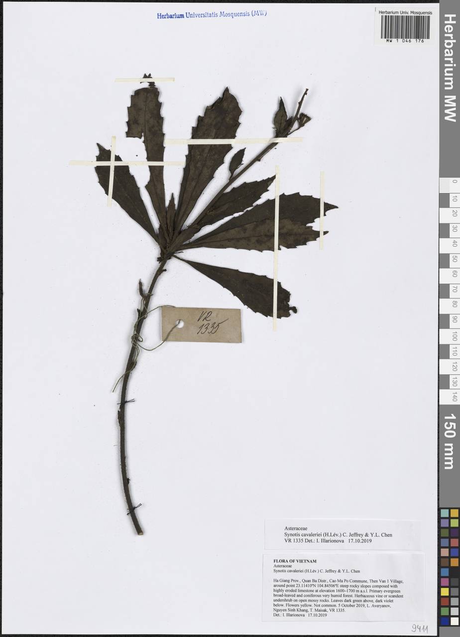 Synotis cavaleriei (H. Lév.) C. Jeffrey & Y. L. Chen, South Asia, South Asia (Asia outside ex-Soviet states and Mongolia) (ASIA) (Vietnam)