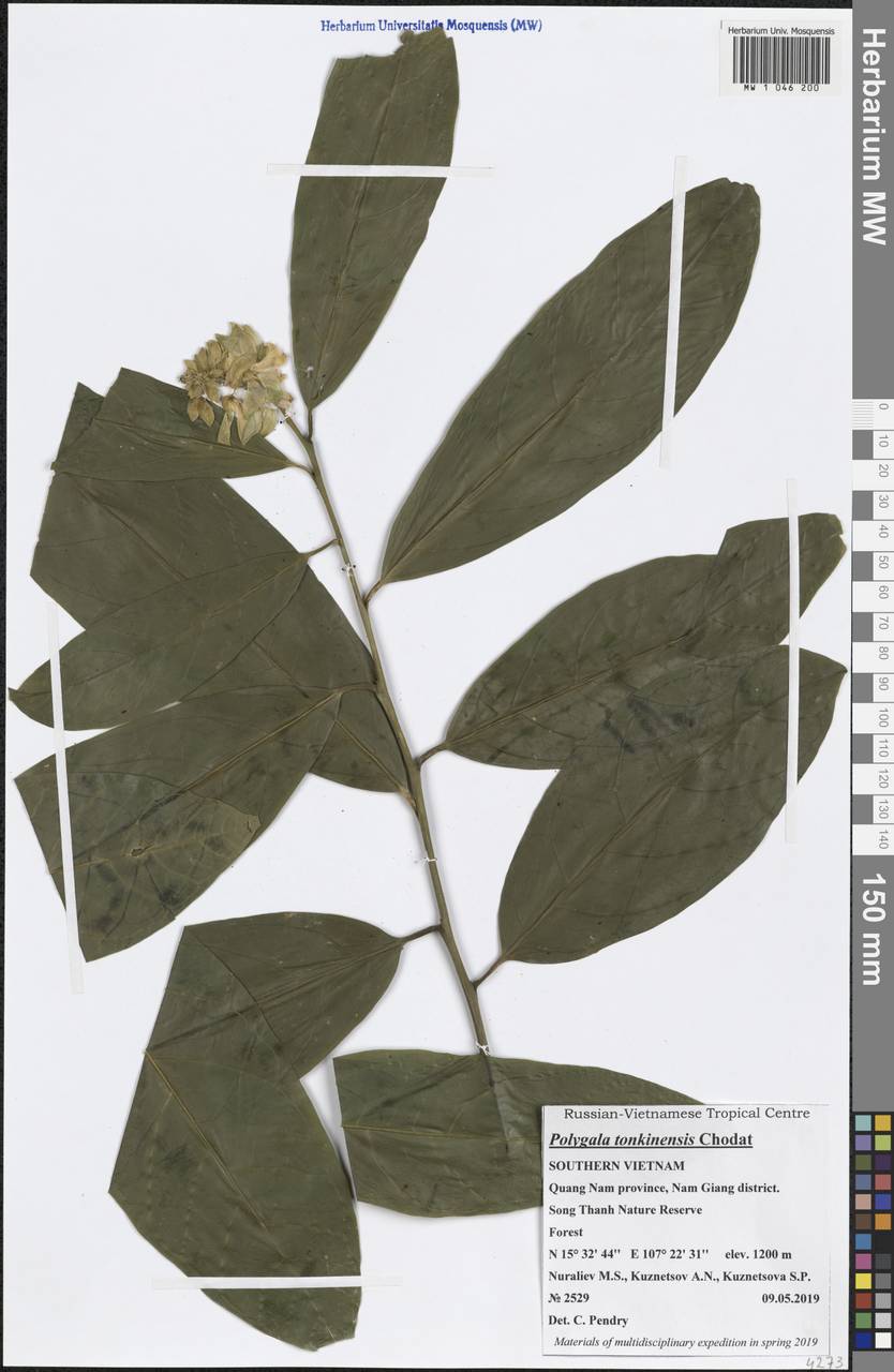 Polygala tonkinensis Chodat, South Asia, South Asia (Asia outside ex-Soviet states and Mongolia) (ASIA) (Vietnam)