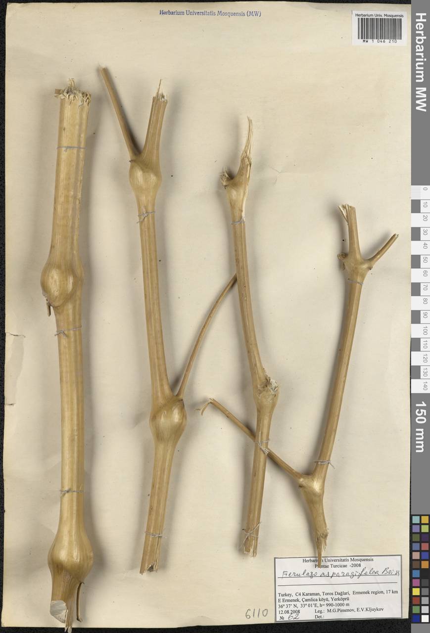 Ferulago asparagifolia Boiss., South Asia, South Asia (Asia outside ex-Soviet states and Mongolia) (ASIA) (Turkey)