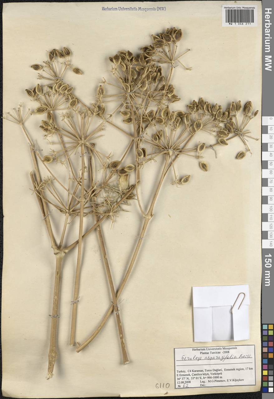 Ferulago asparagifolia Boiss., South Asia, South Asia (Asia outside ex-Soviet states and Mongolia) (ASIA) (Turkey)
