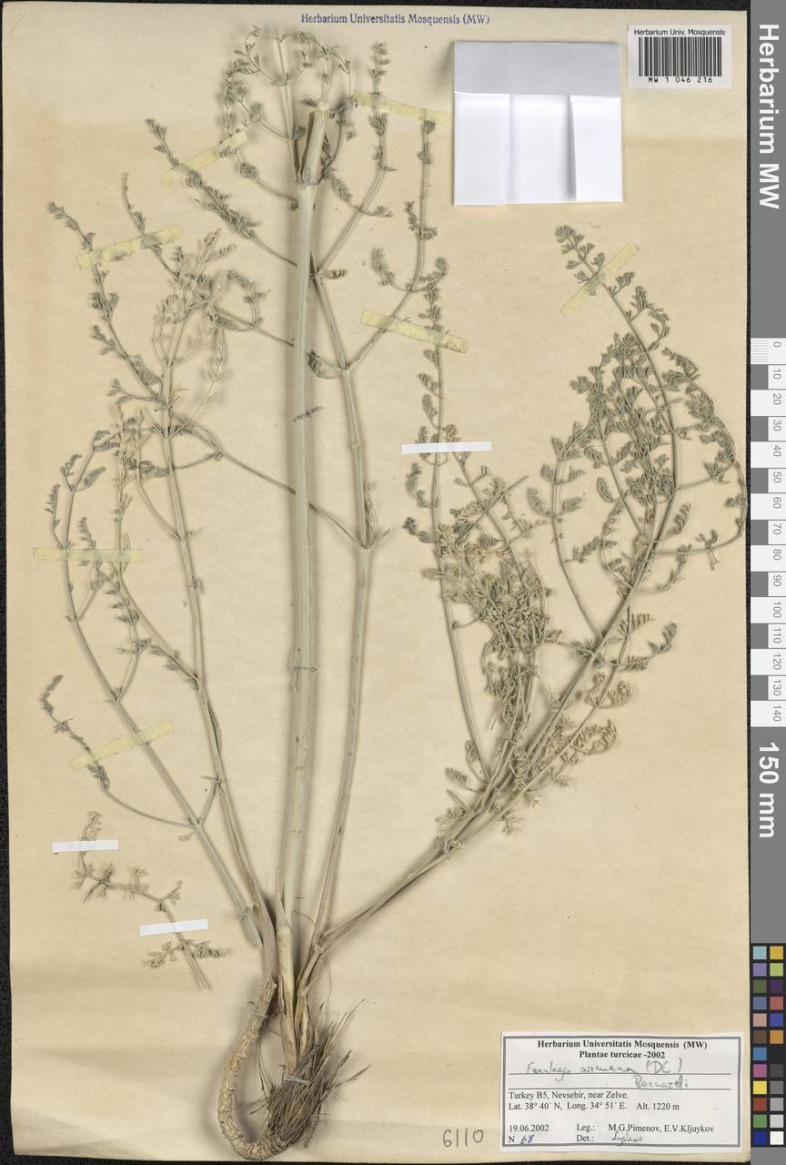 Ferulago armena (DC.) Bernardi, South Asia, South Asia (Asia outside ex-Soviet states and Mongolia) (ASIA) (Turkey)