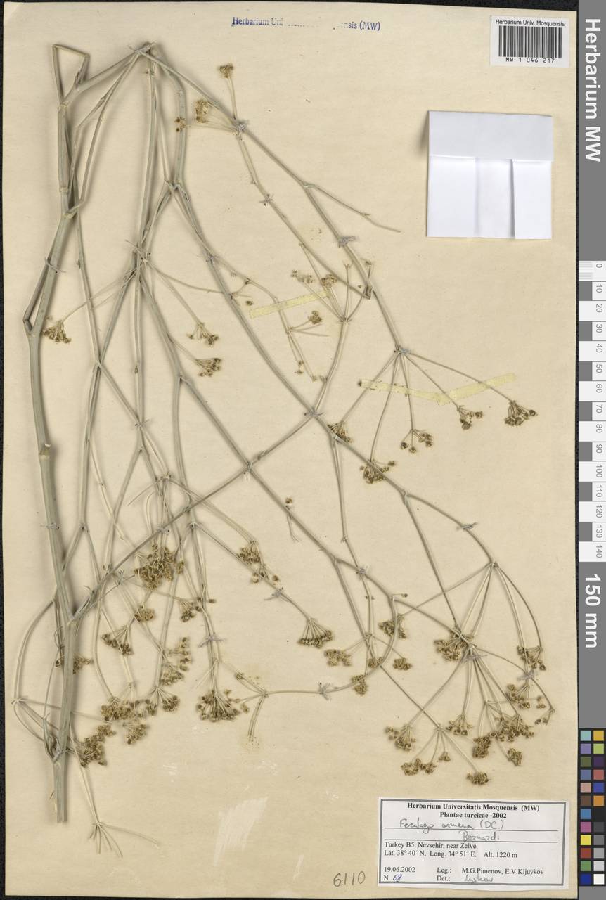 Ferulago armena (DC.) Bernardi, South Asia, South Asia (Asia outside ex-Soviet states and Mongolia) (ASIA) (Turkey)