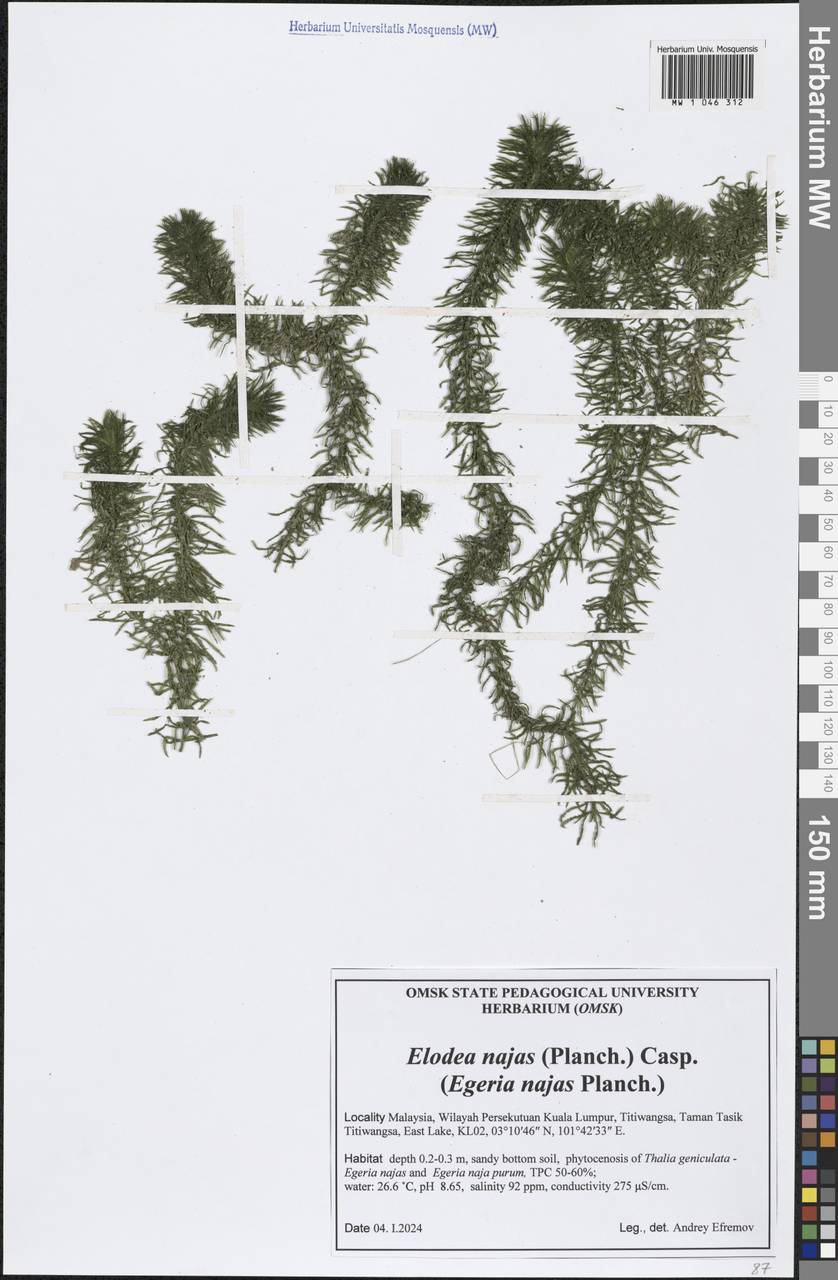 Elodea najas (Planch.) Casp., South Asia, South Asia (Asia outside ex-Soviet states and Mongolia) (ASIA) (Malaysia)