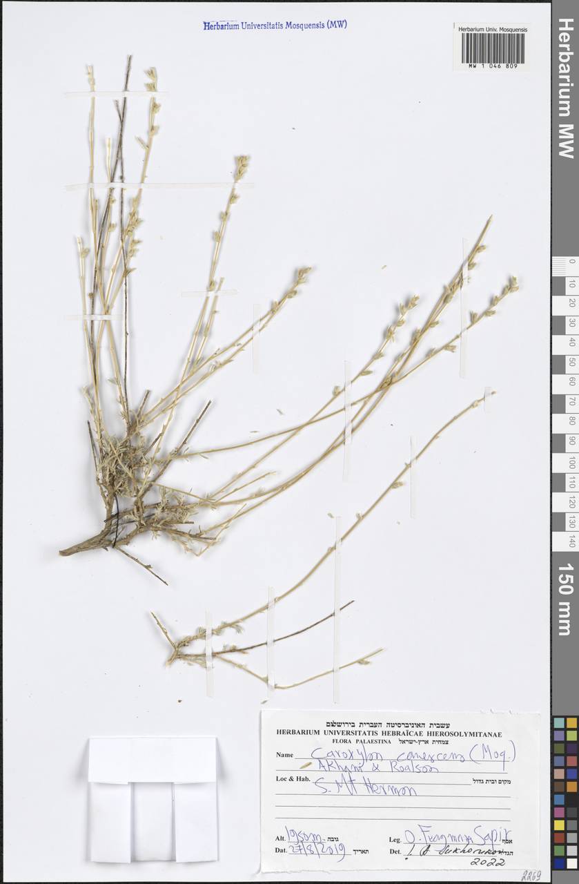 Akhania canescens (Moq.) Sukhor., South Asia, South Asia (Asia outside ex-Soviet states and Mongolia) (ASIA) (Israel)