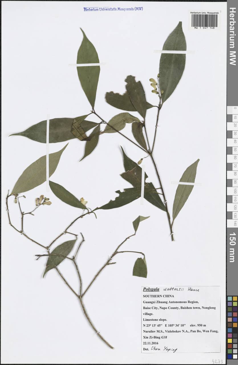 Polygala wattersii Hance, South Asia, South Asia (Asia outside ex-Soviet states and Mongolia) (ASIA) (China)