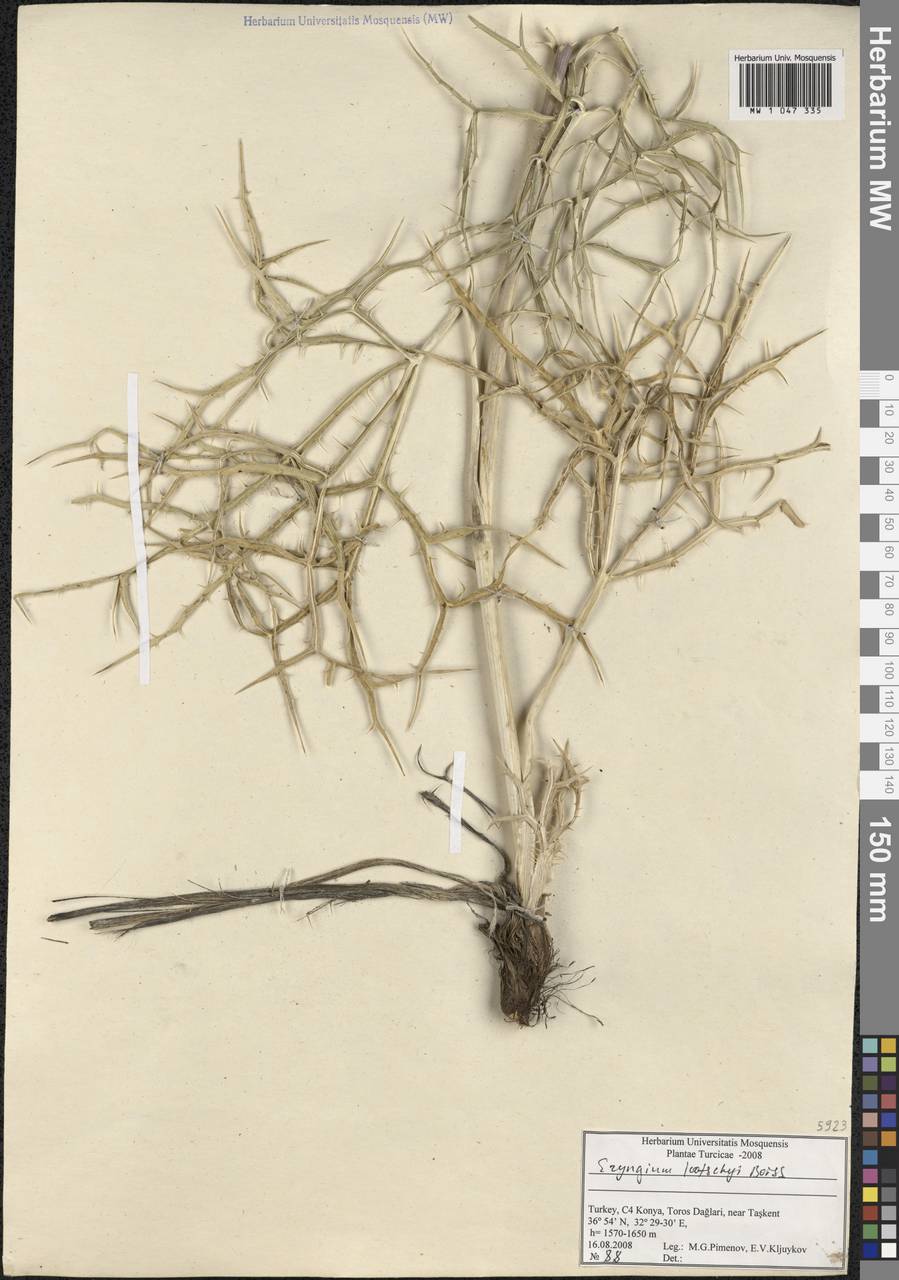 Eryngium kotschyi Boiss., South Asia, South Asia (Asia outside ex-Soviet states and Mongolia) (ASIA) (Turkey)