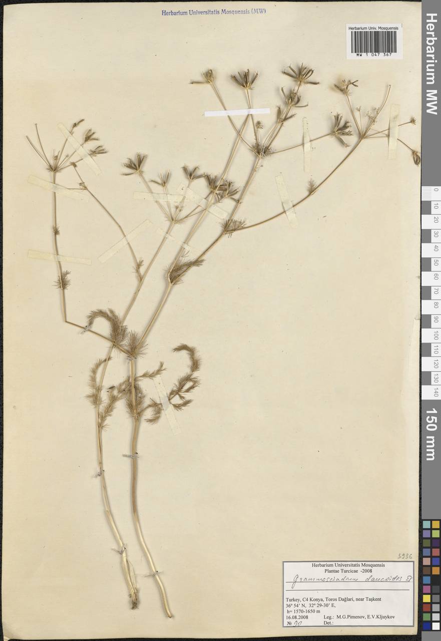 Grammosciadium daucoides DC., South Asia, South Asia (Asia outside ex-Soviet states and Mongolia) (ASIA) (Turkey)