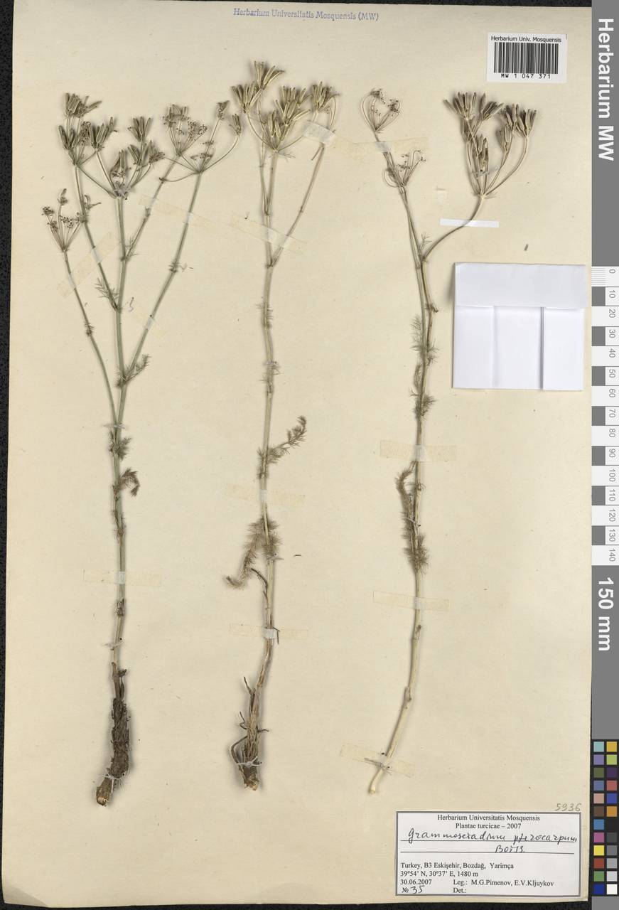 Caropodium pterocarpum subsp. pterocarpum, South Asia, South Asia (Asia outside ex-Soviet states and Mongolia) (ASIA) (Turkey)