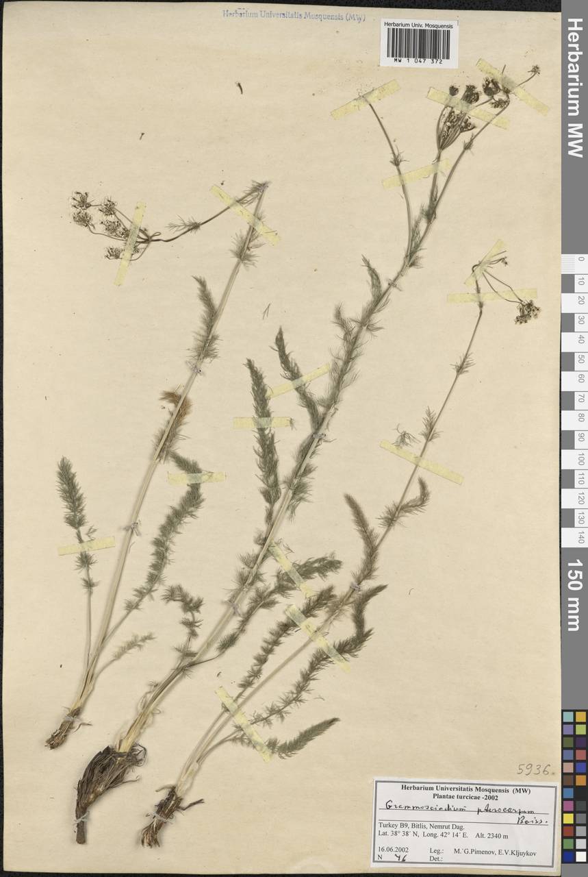 Caropodium pterocarpum subsp. pterocarpum, South Asia, South Asia (Asia outside ex-Soviet states and Mongolia) (ASIA) (Turkey)