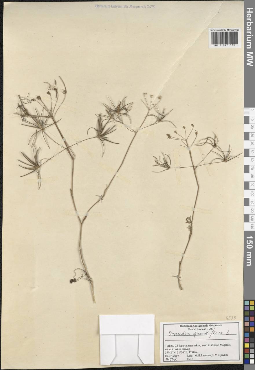 Scandix australis subsp. grandiflora (L.) Thell., South Asia, South Asia (Asia outside ex-Soviet states and Mongolia) (ASIA) (Turkey)
