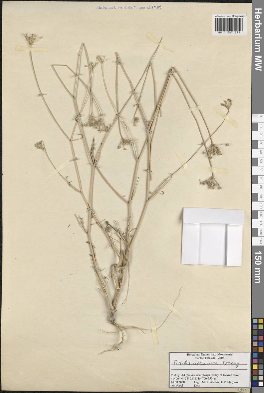 Torilis ucranica Spreng., South Asia, South Asia (Asia outside ex-Soviet states and Mongolia) (ASIA) (Turkey)