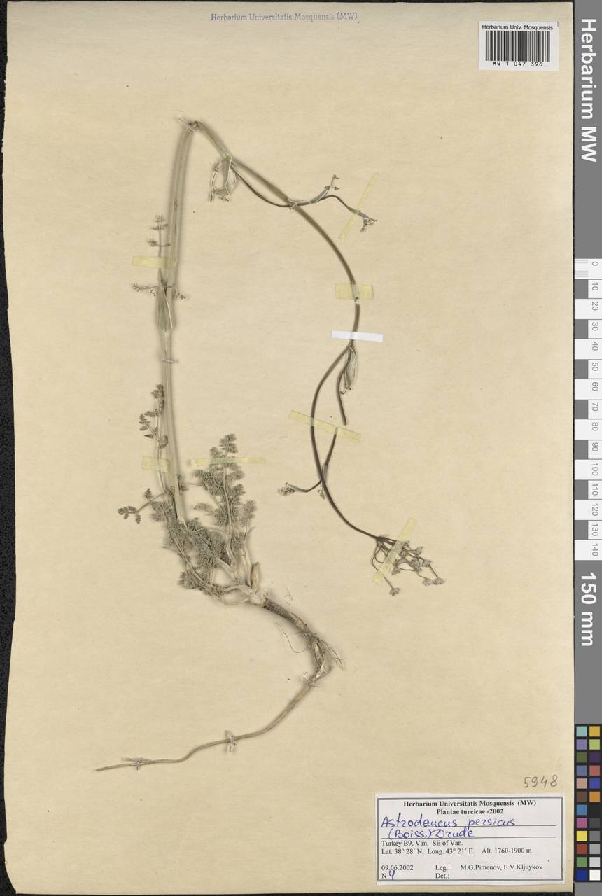 Astrodaucus persicus (Boiss.) Drude, South Asia, South Asia (Asia outside ex-Soviet states and Mongolia) (ASIA) (Turkey)