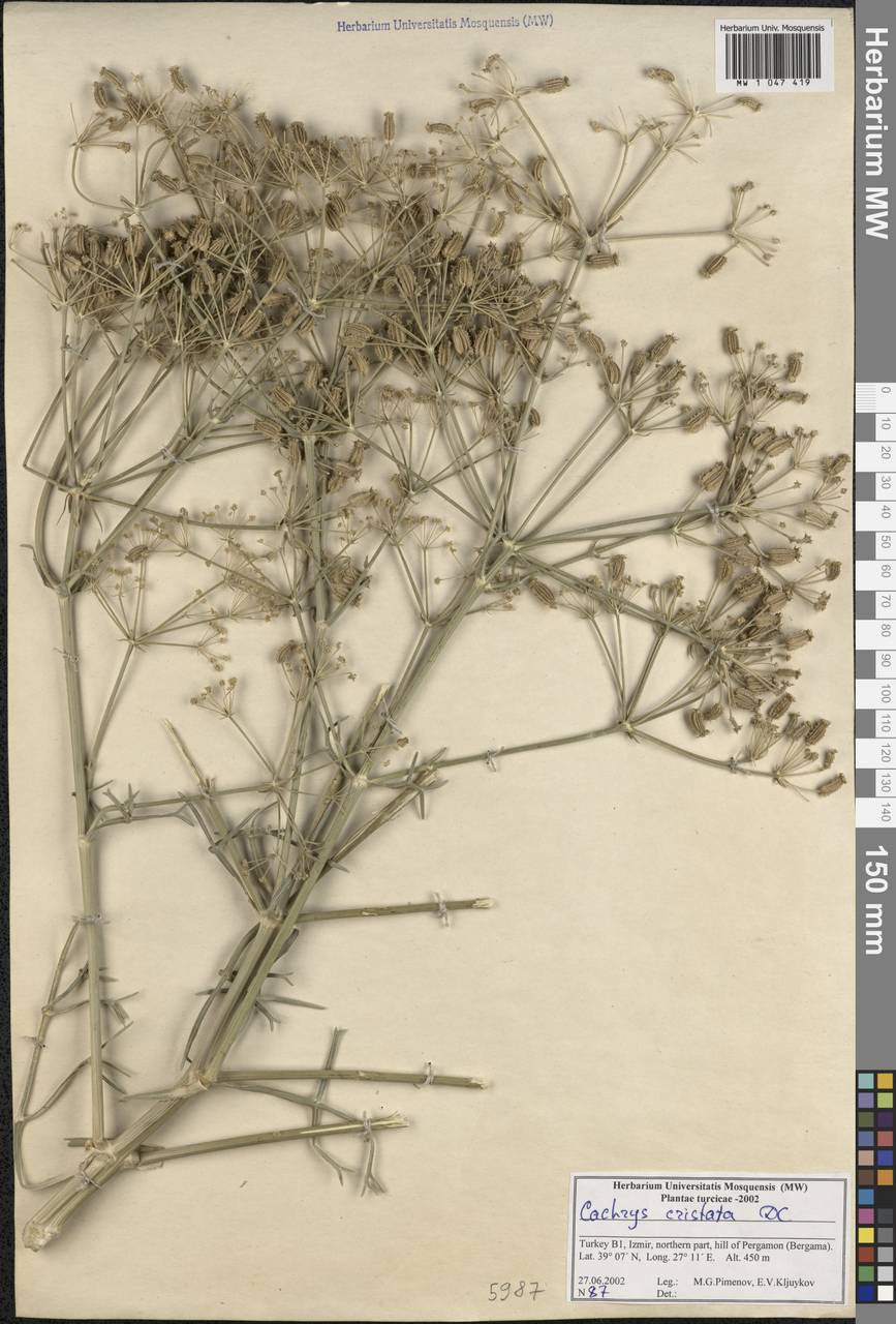 Cachrys cristata DC., South Asia, South Asia (Asia outside ex-Soviet states and Mongolia) (ASIA) (Turkey)