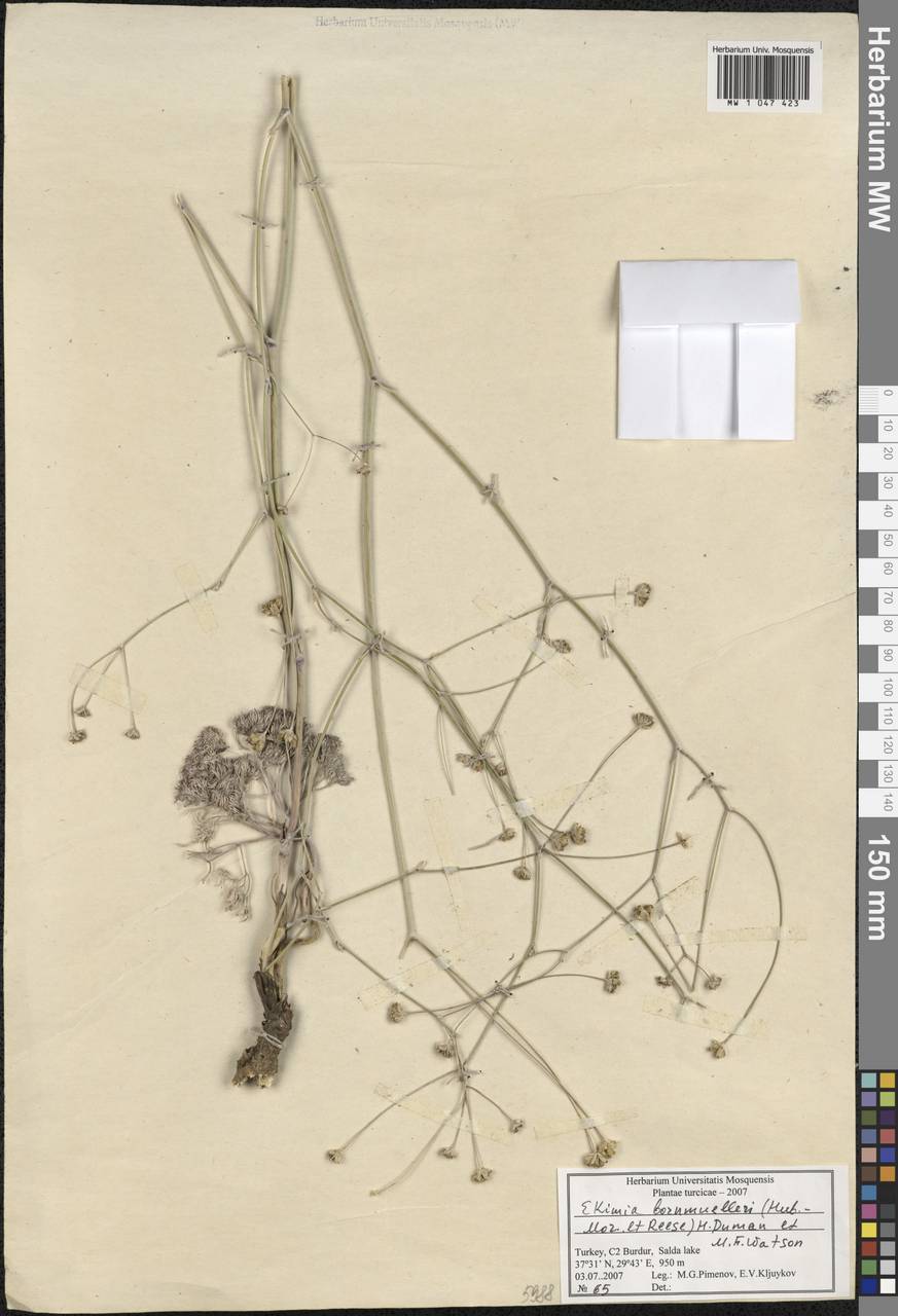Ekimia bornmuelleri (Hub.-Mor. & Reese) H. Duman & M. F. Watson, South Asia, South Asia (Asia outside ex-Soviet states and Mongolia) (ASIA) (Turkey)