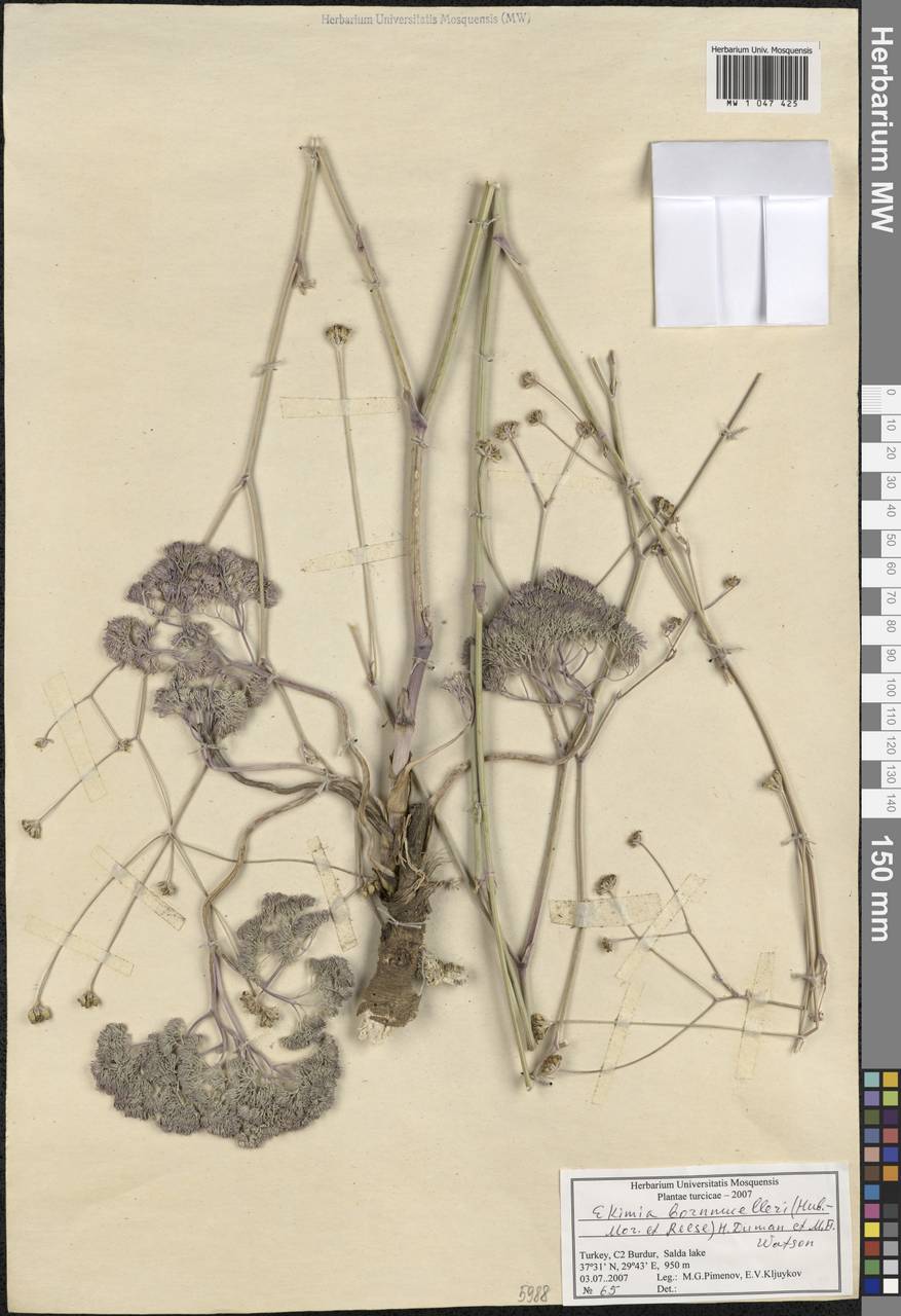 Ekimia bornmuelleri (Hub.-Mor. & Reese) H. Duman & M. F. Watson, South Asia, South Asia (Asia outside ex-Soviet states and Mongolia) (ASIA) (Turkey)