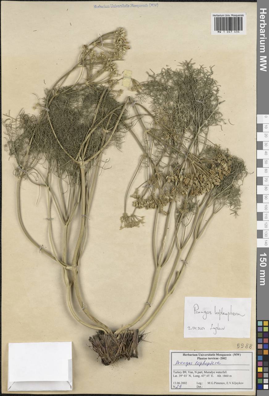 Prangos pabularia subsp. pabularia, South Asia, South Asia (Asia outside ex-Soviet states and Mongolia) (ASIA) (Turkey)