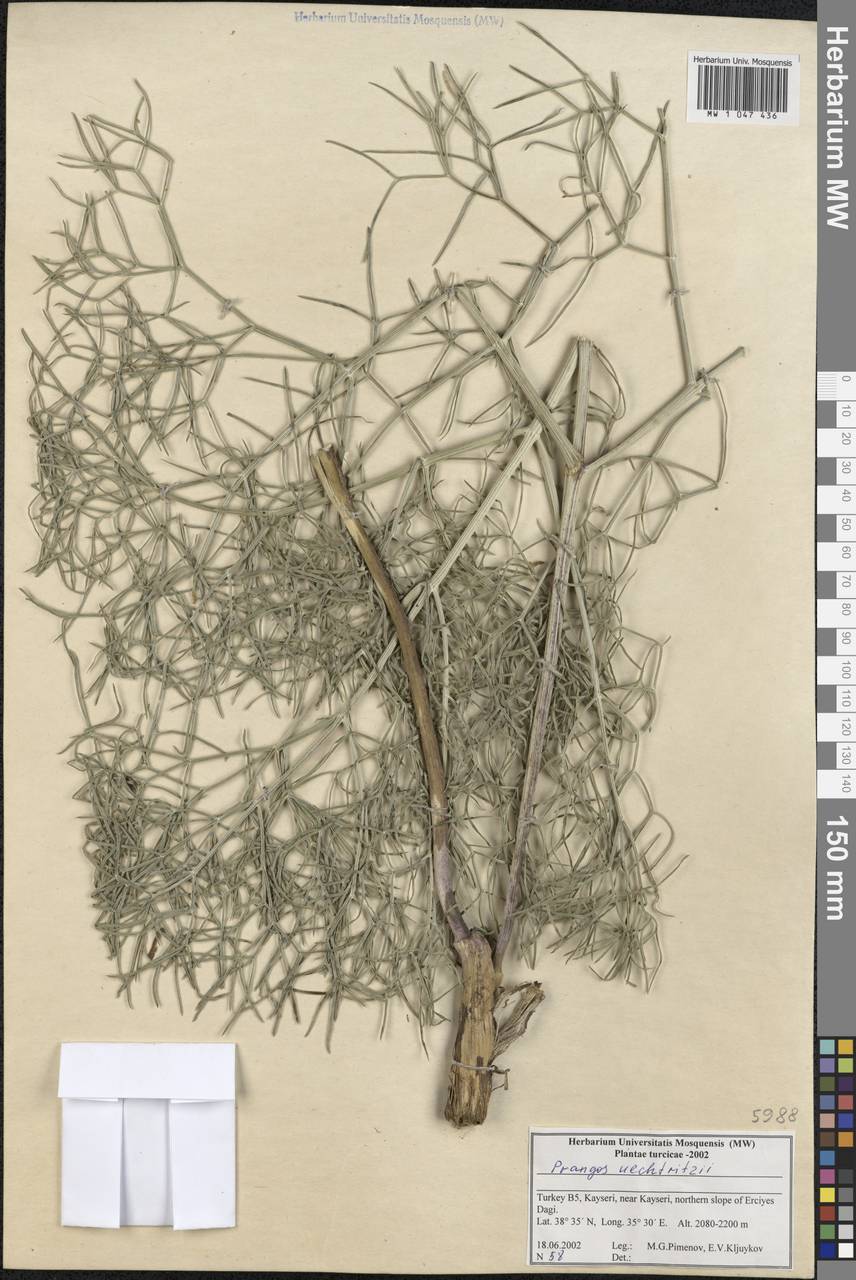 Prangos uechtritzii Boiss. & Hausskn., South Asia, South Asia (Asia outside ex-Soviet states and Mongolia) (ASIA) (Turkey)