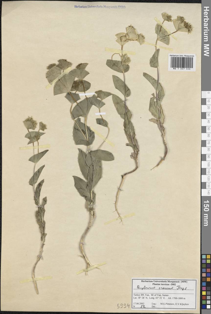Bupleurum croceum Fenzl, South Asia, South Asia (Asia outside ex-Soviet states and Mongolia) (ASIA) (Turkey)