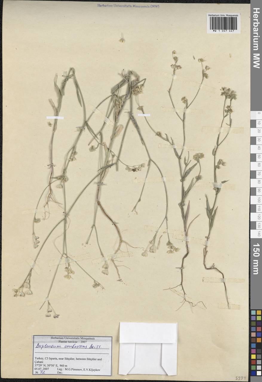 Bupleurum erubescens Boiss., South Asia, South Asia (Asia outside ex-Soviet states and Mongolia) (ASIA) (Turkey)