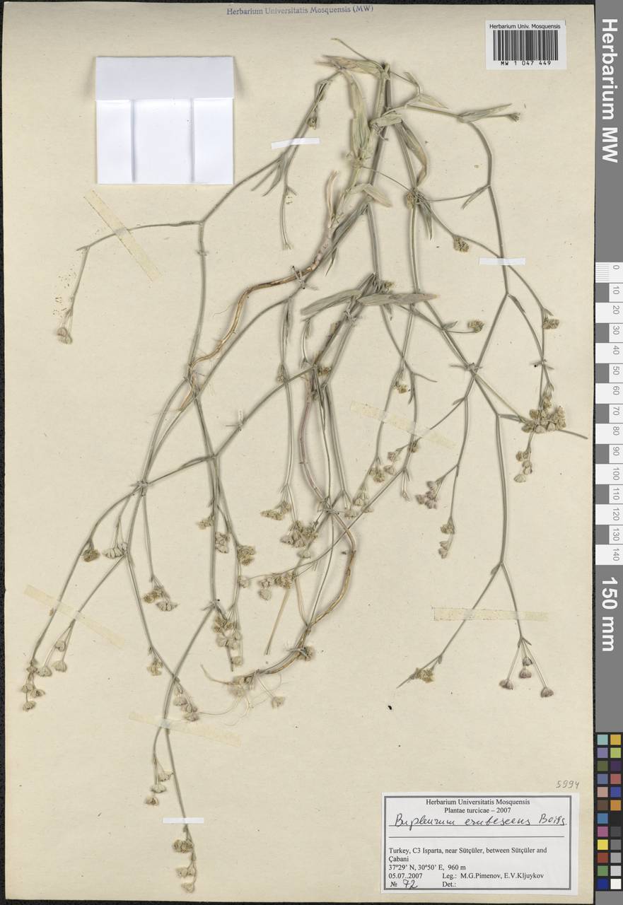 Bupleurum erubescens Boiss., South Asia, South Asia (Asia outside ex-Soviet states and Mongolia) (ASIA) (Turkey)