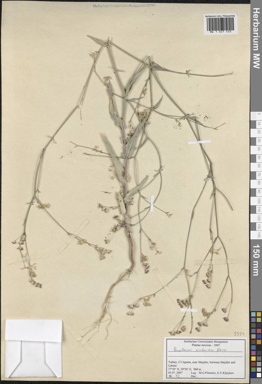 Bupleurum erubescens Boiss., South Asia, South Asia (Asia outside ex-Soviet states and Mongolia) (ASIA) (Turkey)