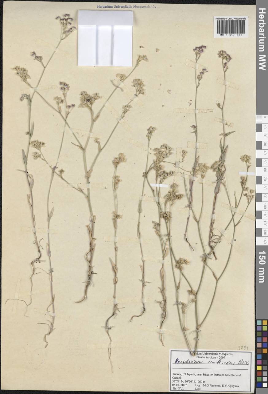 Bupleurum erubescens Boiss., South Asia, South Asia (Asia outside ex-Soviet states and Mongolia) (ASIA) (Turkey)