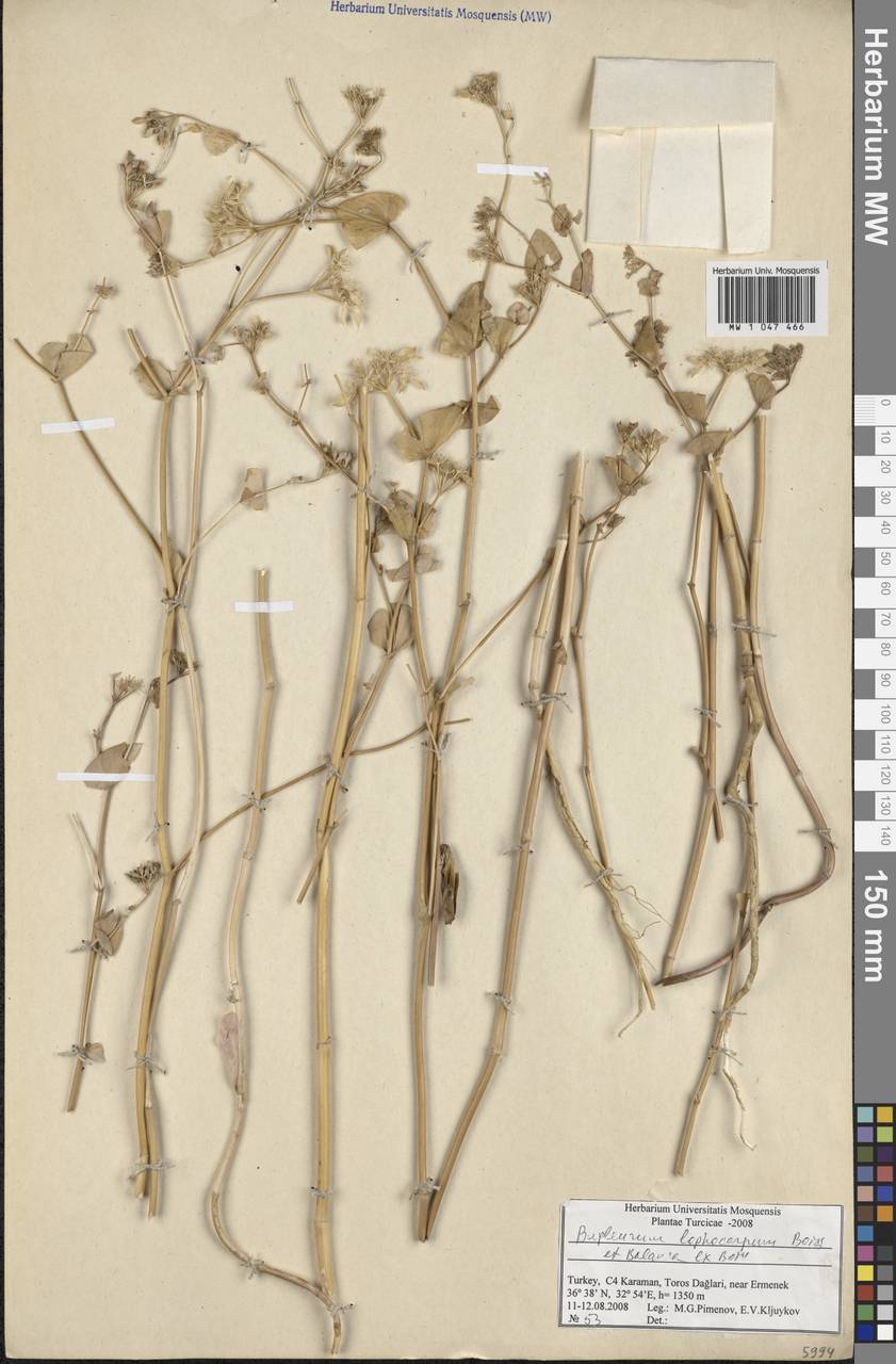 Bupleurum lophocarpum Boiss. & Balansa, South Asia, South Asia (Asia outside ex-Soviet states and Mongolia) (ASIA) (Turkey)