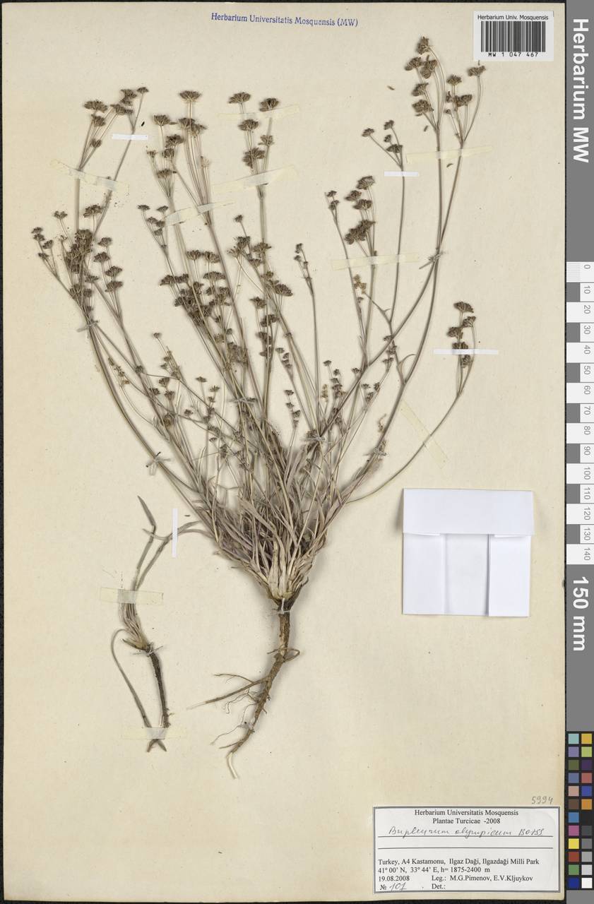 Bupleurum persicum Boiss., South Asia, South Asia (Asia outside ex-Soviet states and Mongolia) (ASIA) (Turkey)