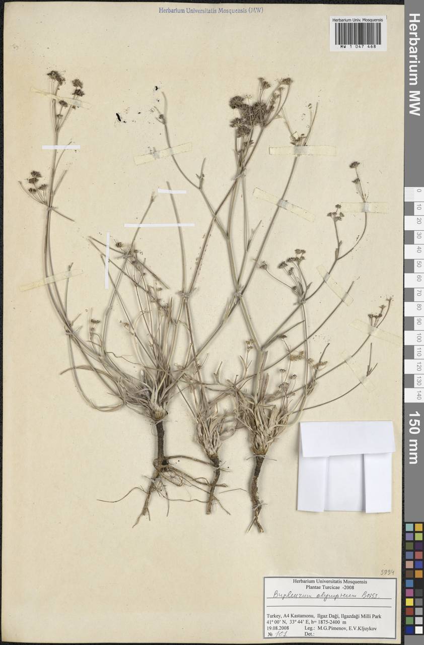 Bupleurum persicum Boiss., South Asia, South Asia (Asia outside ex-Soviet states and Mongolia) (ASIA) (Turkey)