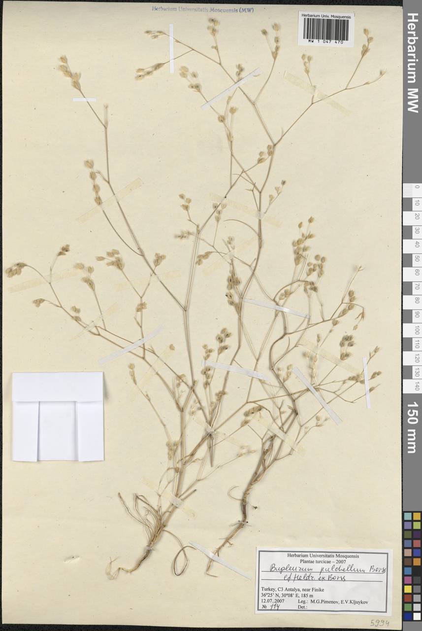 Bupleurum pulchellum Boiss. & Heldr., South Asia, South Asia (Asia outside ex-Soviet states and Mongolia) (ASIA) (Turkey)