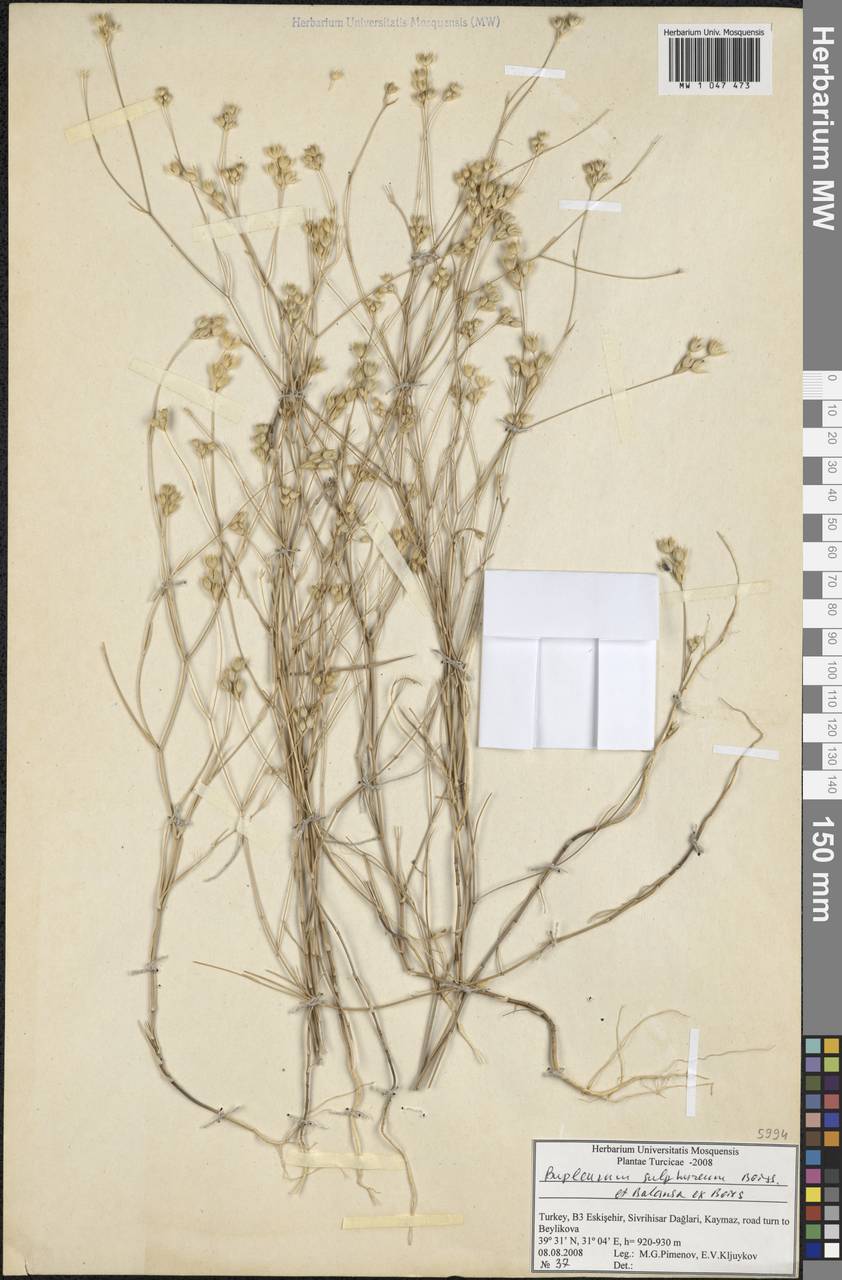 Bupleurum sulphureum Boiss. & Balansa, South Asia, South Asia (Asia outside ex-Soviet states and Mongolia) (ASIA) (Turkey)