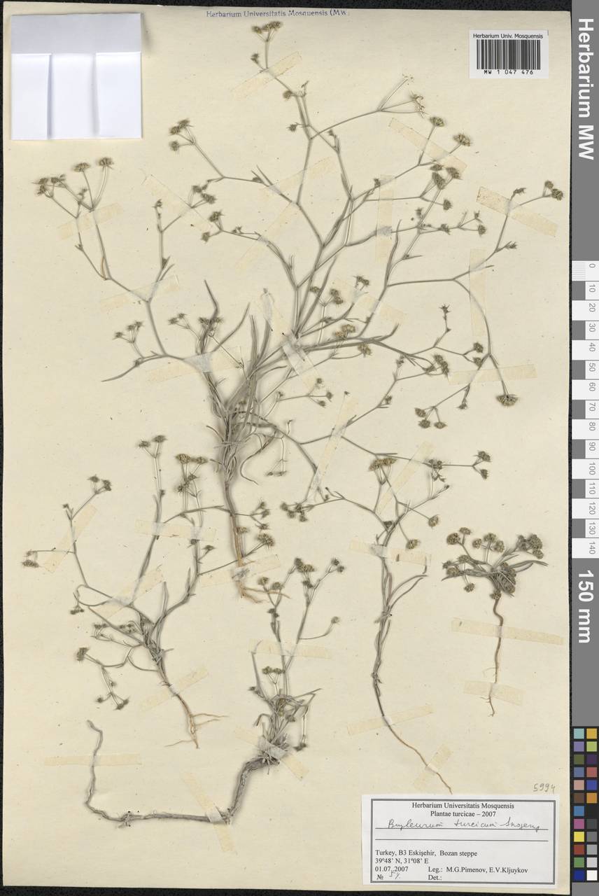Bupleurum turcicum Snogerup, South Asia, South Asia (Asia outside ex-Soviet states and Mongolia) (ASIA) (Turkey)