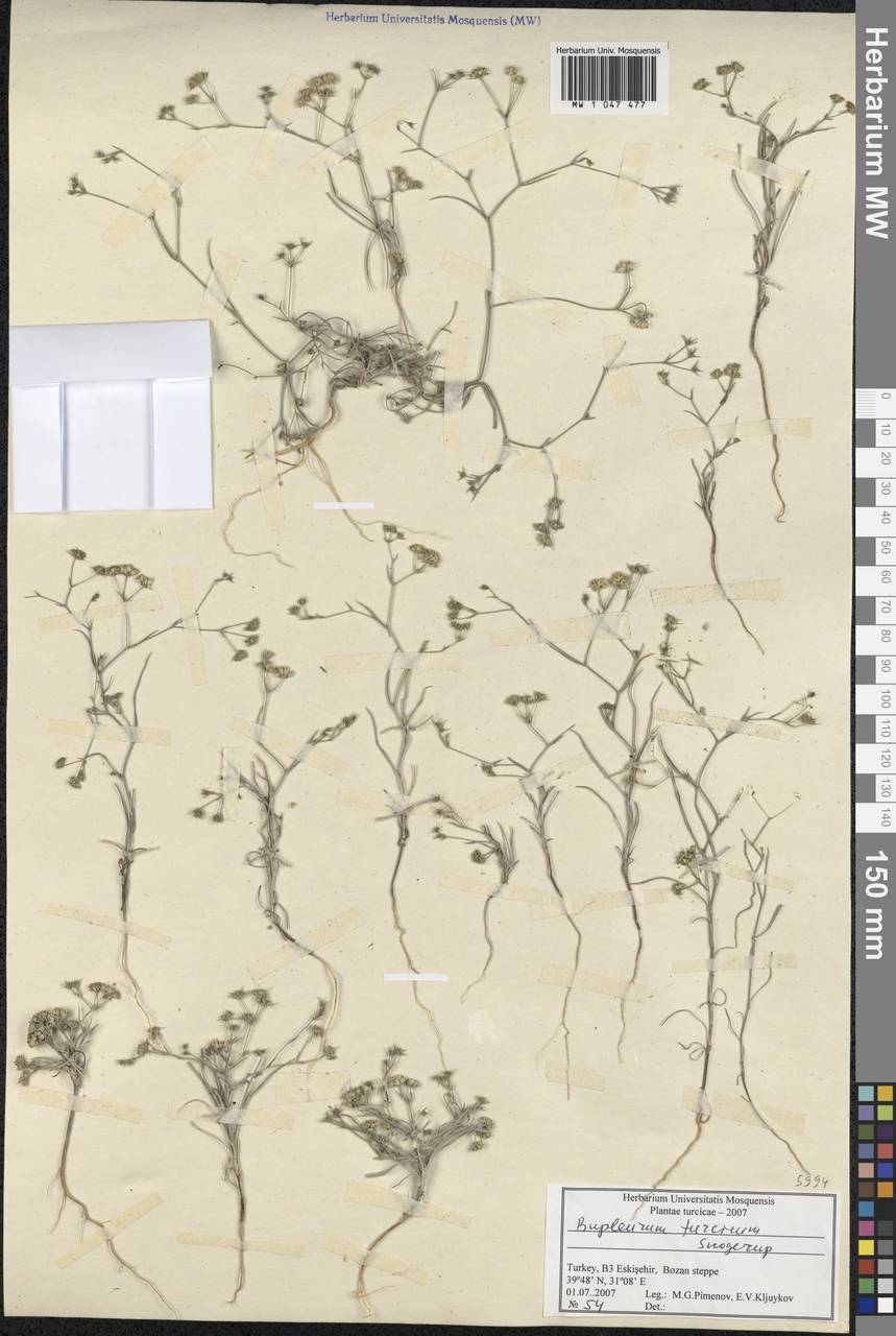 Bupleurum turcicum Snogerup, South Asia, South Asia (Asia outside ex-Soviet states and Mongolia) (ASIA) (Turkey)