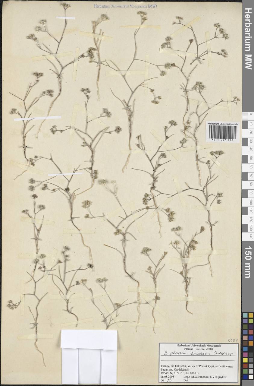 Bupleurum turcicum Snogerup, South Asia, South Asia (Asia outside ex-Soviet states and Mongolia) (ASIA) (Turkey)