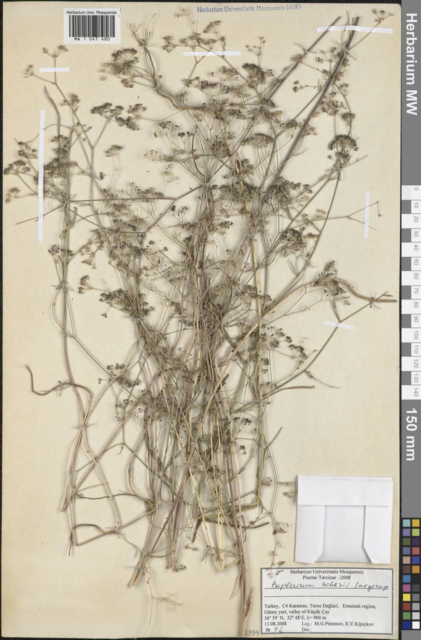 Bupleurum zoharii Snogerup, South Asia, South Asia (Asia outside ex-Soviet states and Mongolia) (ASIA) (Turkey)