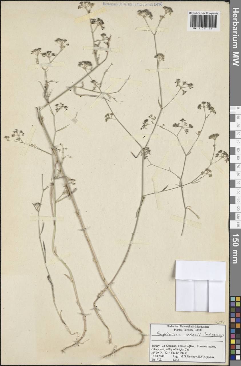 Bupleurum zoharii Snogerup, South Asia, South Asia (Asia outside ex-Soviet states and Mongolia) (ASIA) (Turkey)