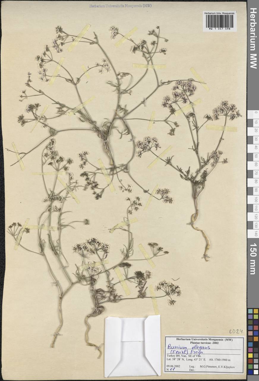 Bunium elegans (Fenzl) Freyn, South Asia, South Asia (Asia outside ex-Soviet states and Mongolia) (ASIA) (Turkey)