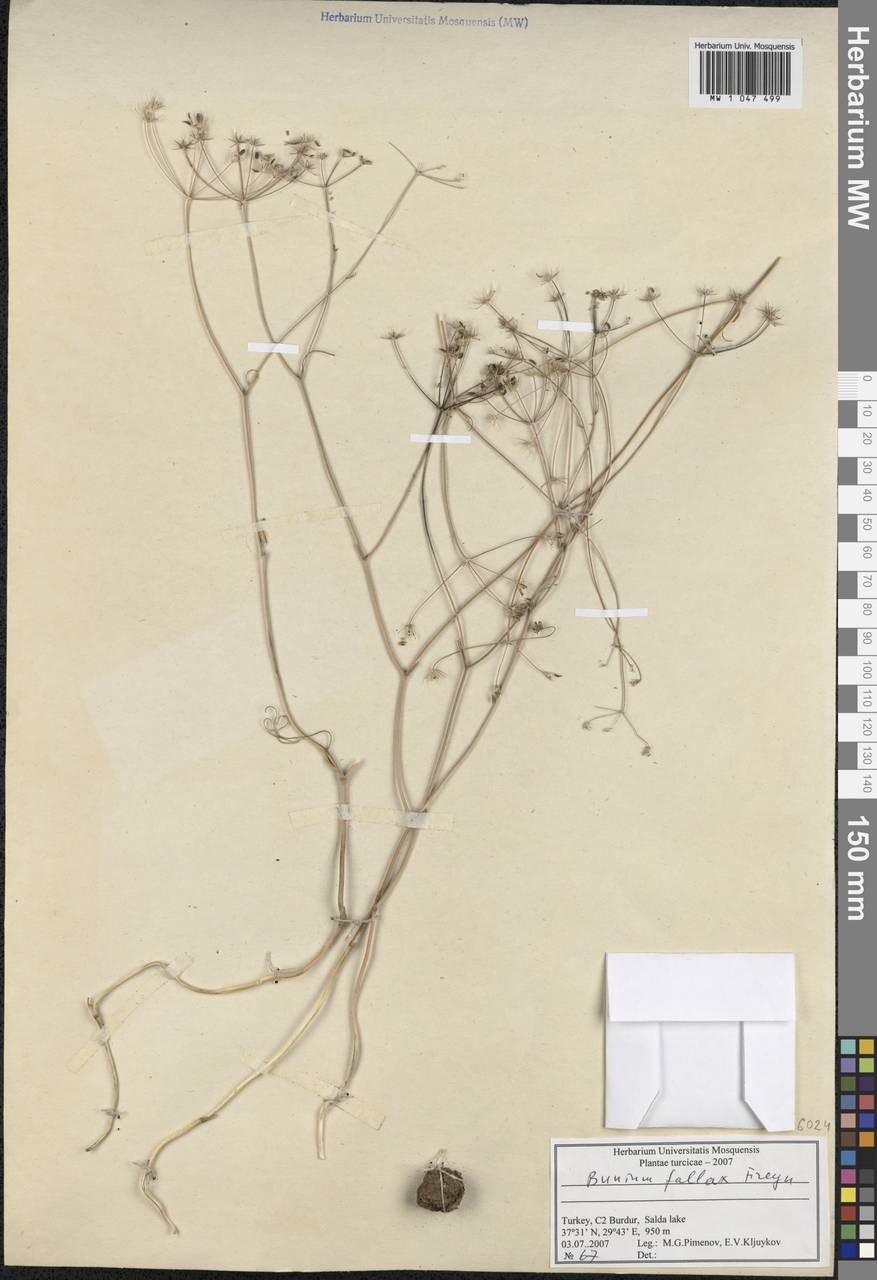 Bunium bourgaei (Boiss.) Freyn & Sint., South Asia, South Asia (Asia outside ex-Soviet states and Mongolia) (ASIA) (Turkey)