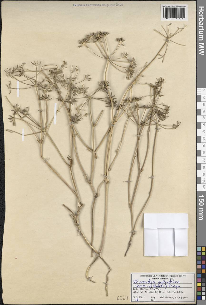 Elwendia cylindrica (Boiss. & Hausskn.) Pimenov & Kljuykov, South Asia, South Asia (Asia outside ex-Soviet states and Mongolia) (ASIA) (Turkey)